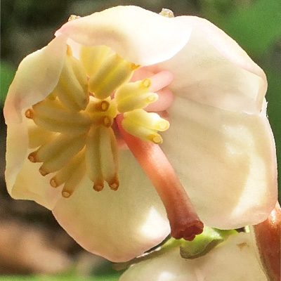 Pyrola americana - Pyrola rotundifolia  - Roundleaf Pyrola, flower, pistil, stamen, anther pores 